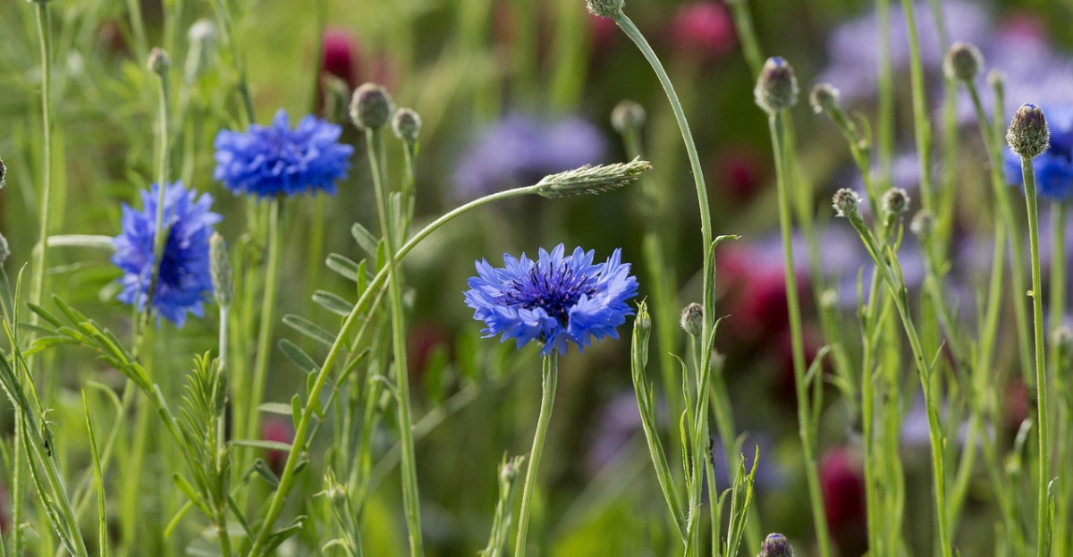 Cornflowers growing